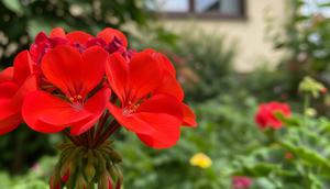 Bunga Geranium (Gemini AI)