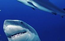 Ilmuwan Temukan Fakta Baru Mengejutkan Tentang Megalodon