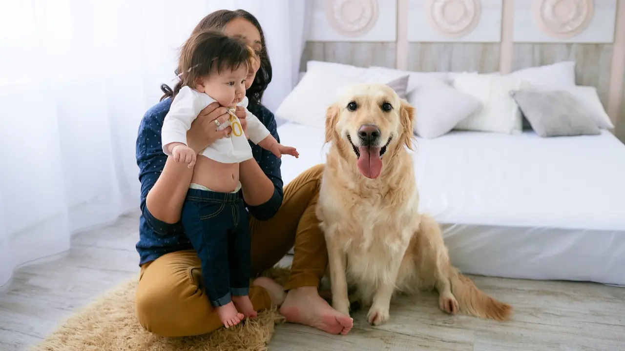 Family Dog