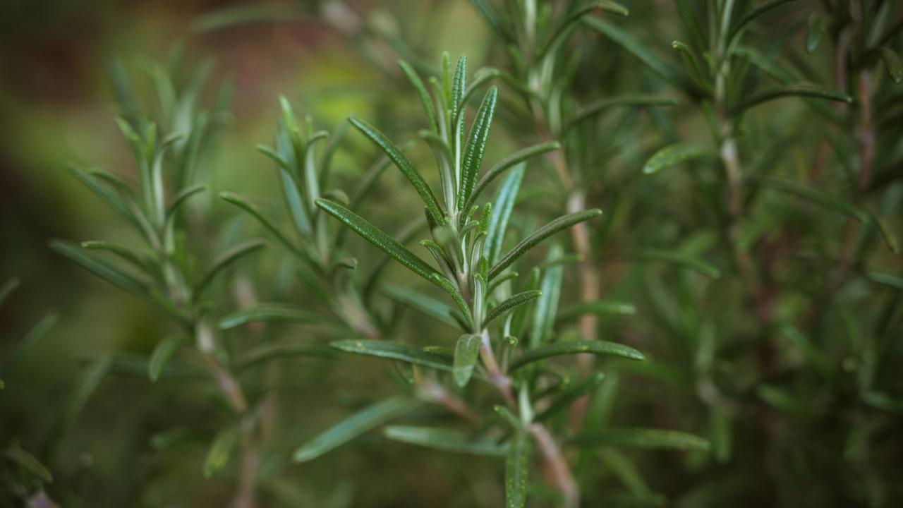 ilustrasi aromaterapi rosemary/unsplash