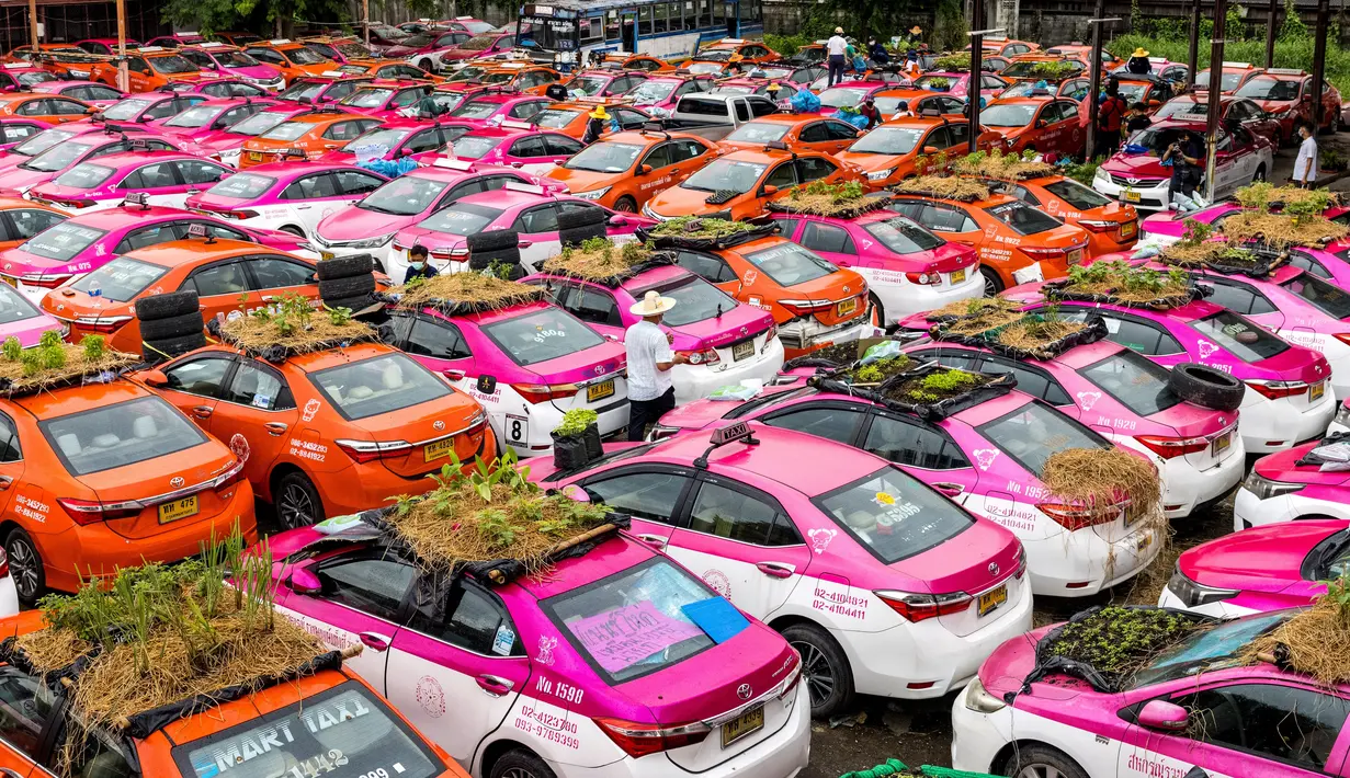 Kebun sayur terlihat di bagian atap taksi-taksi yang terbengkalai di pool taksi di Bangkok, Thailand, Rabu (15/9/2021). Pemilik perusahaan taksi membiarkan karyawannya menggunakan taksi-taksi yang tidak beroperasi itu untuk bercocok tanam guna memenuhi kebutuhan sehari-hari mereka. (Jack TAYLOR/AFP)