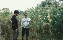 6 Potret Kebun di Rumah Narji, Mantan Komedian yang Kini Beralih Menjadi Juragan Pertanian