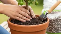 8 Cara Menanam Kedondong di Pot agar Cepat Berbuah, Cocok untuk Pekarangan Sempit