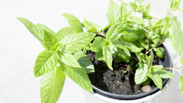 daun mint  (sumber: Pixabay)