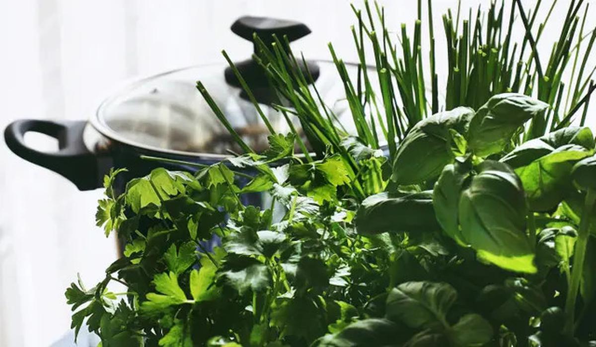 8 Tanaman Pagar untuk Kebun Rumah yang Bisa Mencegah Ular Masuk