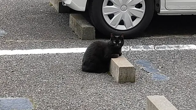 8 Potret Gemas Kucing Bersantai di Bumper Parkiran