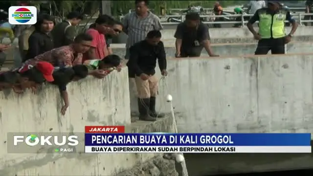 Alasan Petugas BKSDA Hentikan Pencarian 3 Buaya Kali Grogol