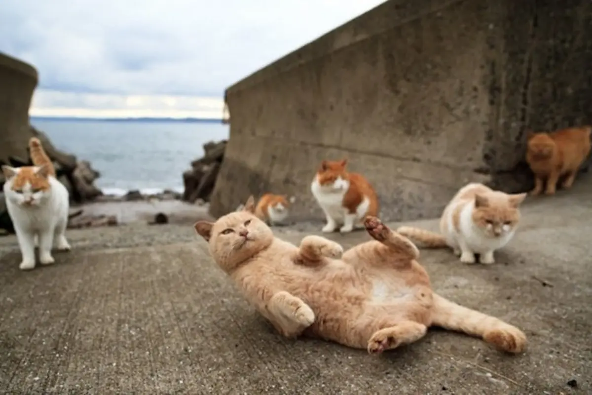 Pulau Kucing