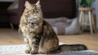 10 Large Cat Breeds You Will Instantly Want to Cuddle