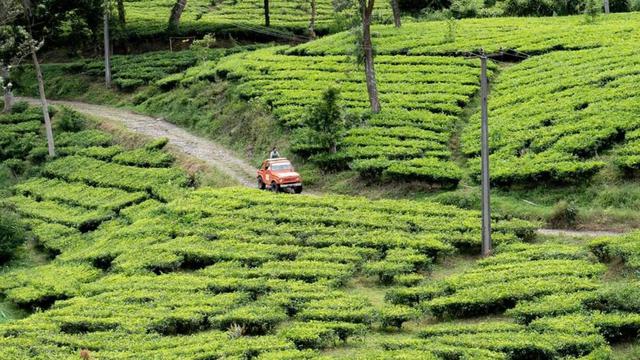 Retrato de una vista de la plantación de té de Malabar en la zona de Bosscha Heritage.