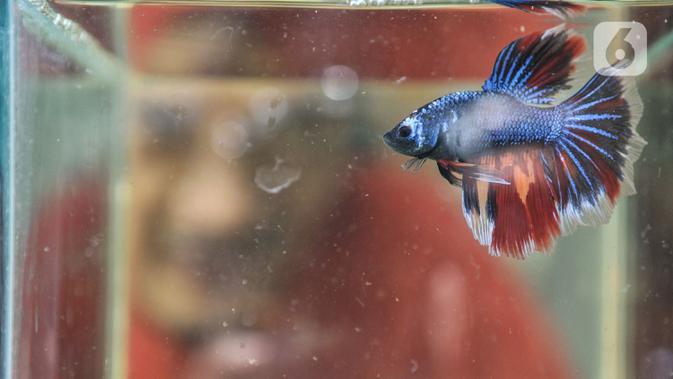 Pemkab Kediri Gelar Kontes Ikan Cupang Bertaraf Internasional Surabaya Liputan6 Com