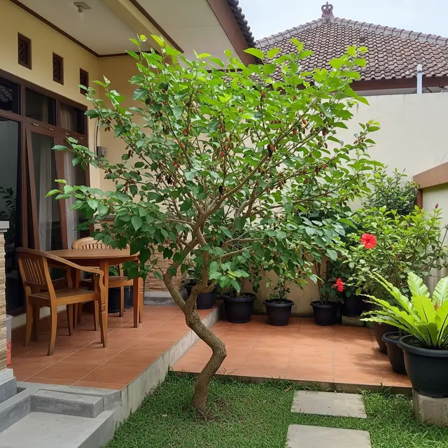 12 Pohon Buah yang Tidak Merusak Lantai Teras dalam Jangka Panjang