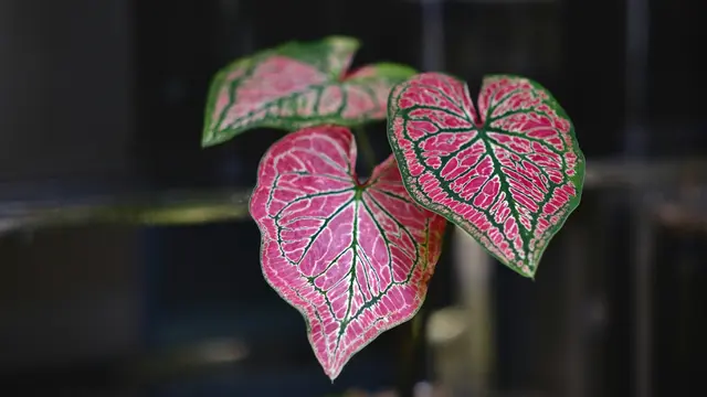 Keladi Wayang