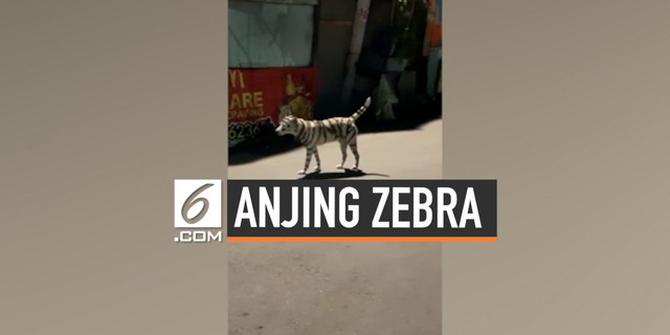 VIDEO: Anjing Menyerupai Zebra Berkeliaran di Jalanan Filipina