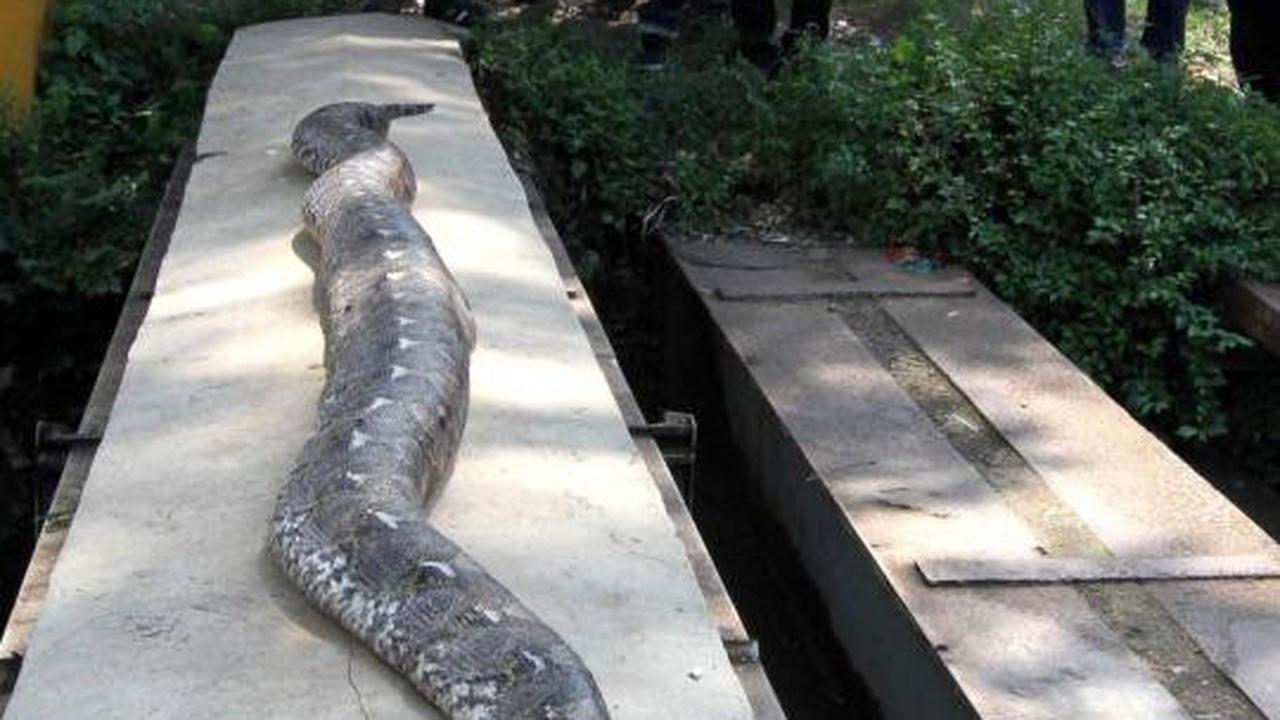 Ular sanca 6 meter ditemukan di Jalan Jenderal Sudirman