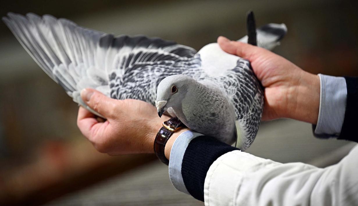 Ajang ini menarik hingga 15.000 pengunjung. (Paul ELLIS/AFP)