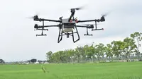 Drone penyemprot pestisida hayati untuk membasmi wereng cokelat di Purbalingga. (Foto: Liputan6.com/Kominfo Purbalingga)