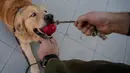 Anggota kepolisian Chile bermain dengan seekor anjing Golden Retriever bernama Clifford sebelum sesi latihan selama presentasi kepada pers di Santiago, Selasa (14/7/2020). Anjing itu dilatih untuk mendeteksi mereka yang mengidap covid-19 dengan mencium bau keringatnya. (Martin BERNETTI/AFP)