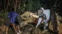 Gajah hami yang bangkainya ditemukan di Kabupaten Bengkalis pada 24 Mei 2022, mati karena diracun. (Liputan6.com/ BKSDA Riau)