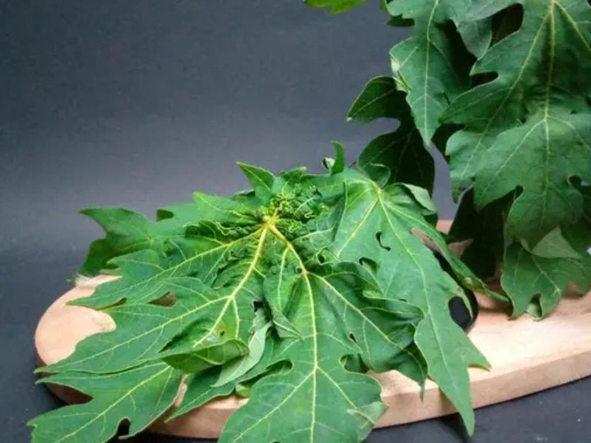 daun pepaya