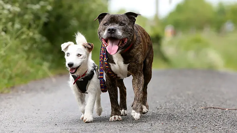 Persahabatan si Anjing Buta dan Anjing Pemandu