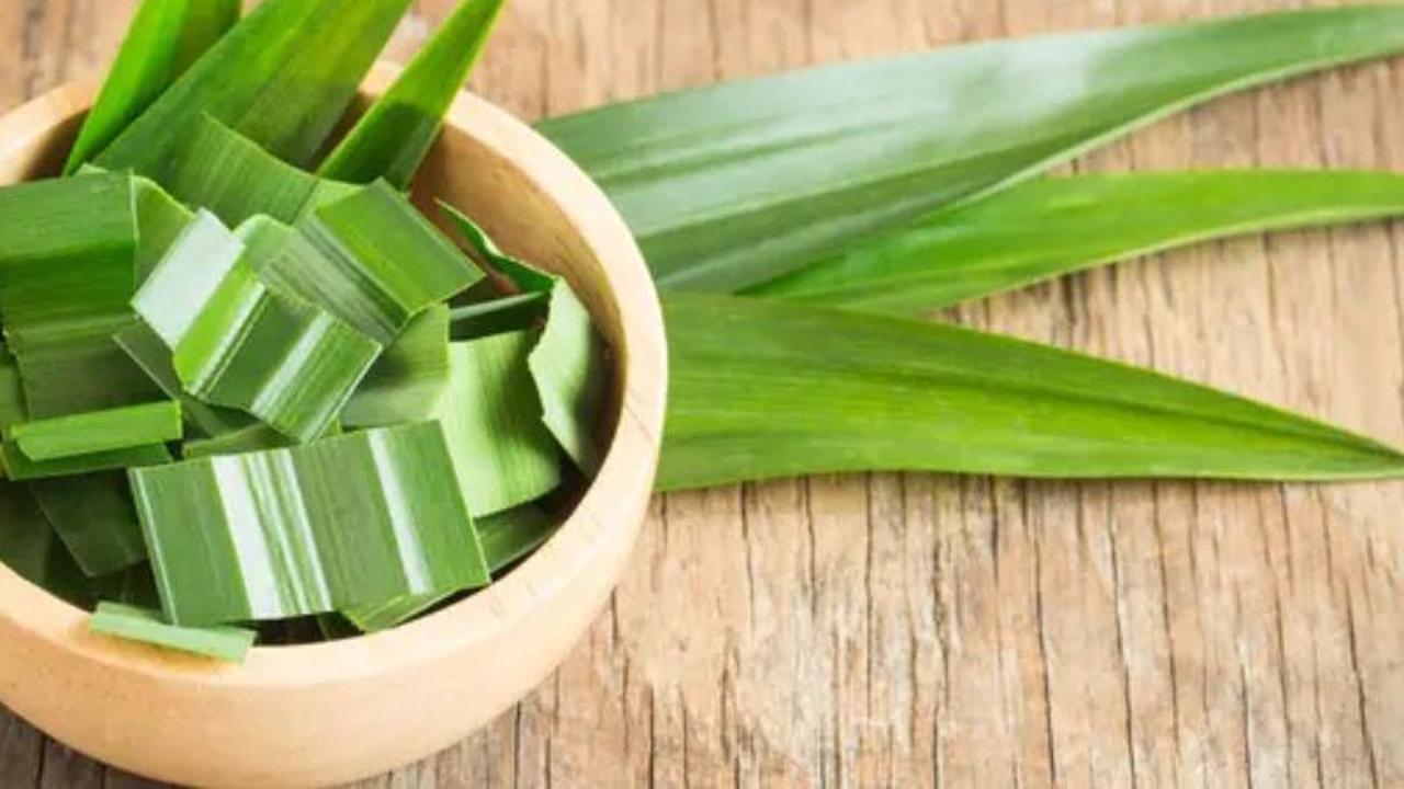 Manfaat lain Daun Pandan yang Berguna Bagi Kesehatan Wajah dan Kulit Kamu
