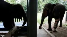 Dua ekor gajah, Motola dan Mosha mengenakan kaki palsu buatan Friends of the Asian Elephant Foundation di Lampang, Thailand, (29/6). Friends of the Asian Elephant Foundation adalah rumah sakit bagi gajah pertama di dunia. (REUTERS/Athit Perawongmetha)
