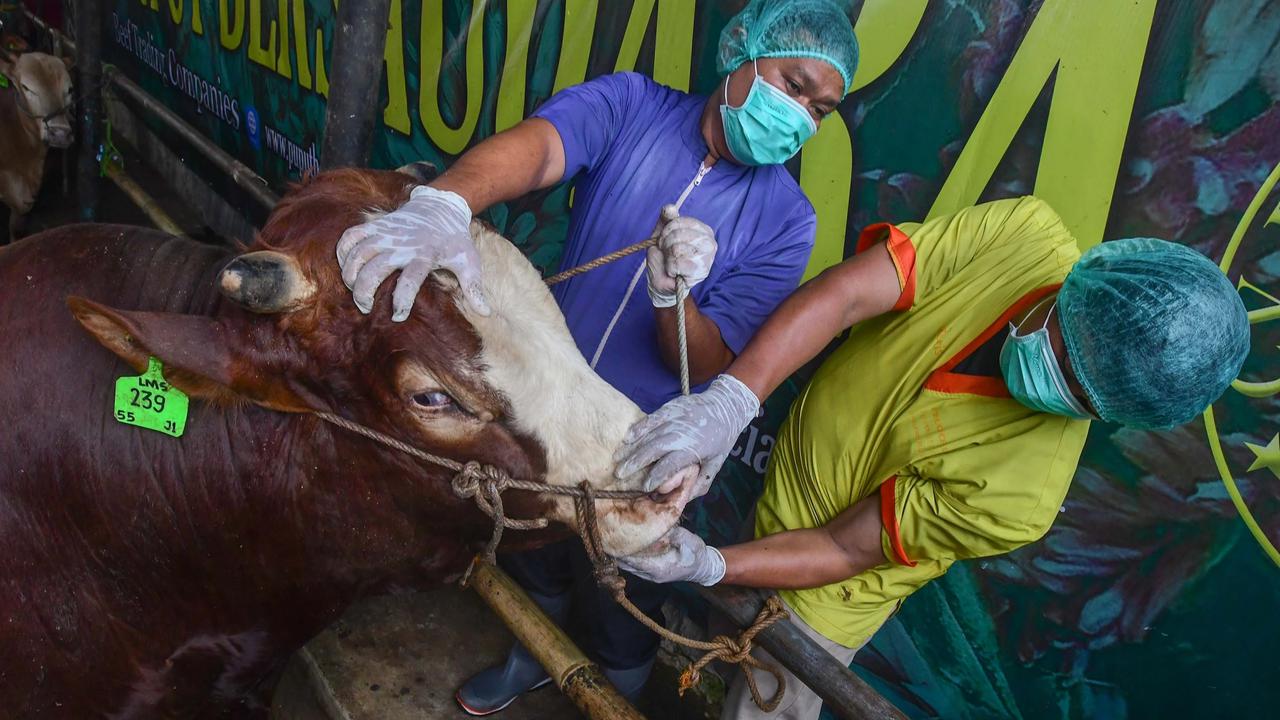 FOTO: Pemeriksaan Hewan Kurban Diperketat Jelang Idul Adha 1447 H