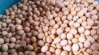 Para pedangan kacang kedelai di Garut, Jawa Barat mengaku keberatan dengan pemberian subsidi kacang kedelai yang diberikan pemerintah. (Liputan6.com/Jayadi Supriadin)