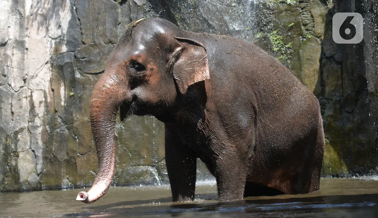 Gajah berendam dalam air di di Taman Marga Satwa Ragunan, Jakarta  Sabtu (13//3/2021). Pembukaan Taman Marga Satwa Ragunan dilakukan sesuai Keputusan Gubernur Nomor 213 Tahun 2021 tentang Perpanjangan PPKM. (merdeka.com/Imam Buhori)