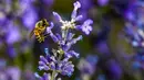 Seekor lebah hinggap di bunga lavender di ladang lavender yang berada di Sigong, sebuah desa di Lucaogou, Wilayah Huocheng, Daerah Otonom Uighur Xinjiang, China barat laut (16/6/2020). (Xinhua/Zhao Ge)