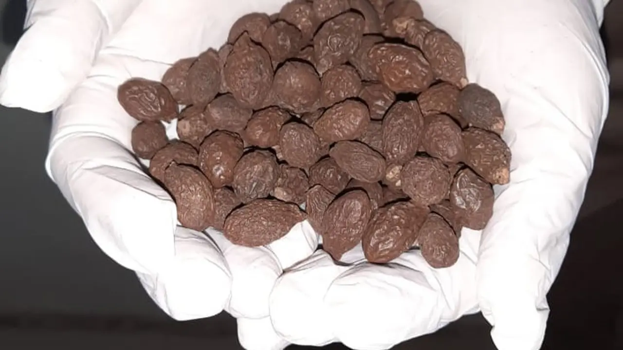 Buah tempayang