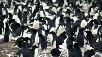 Penampakan koloni penguin Adélie yang diabadikan oleh ilmuwan. (Michael Polito/Louisiana State University)