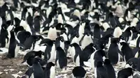 Penguin Langka, Kebun Binatang Terpaksa Pajang Burung Plastik