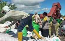 Polres Nabire Perkuat Ketahanan Pangan Daerah Melalui Pendampingan Petani Jagung