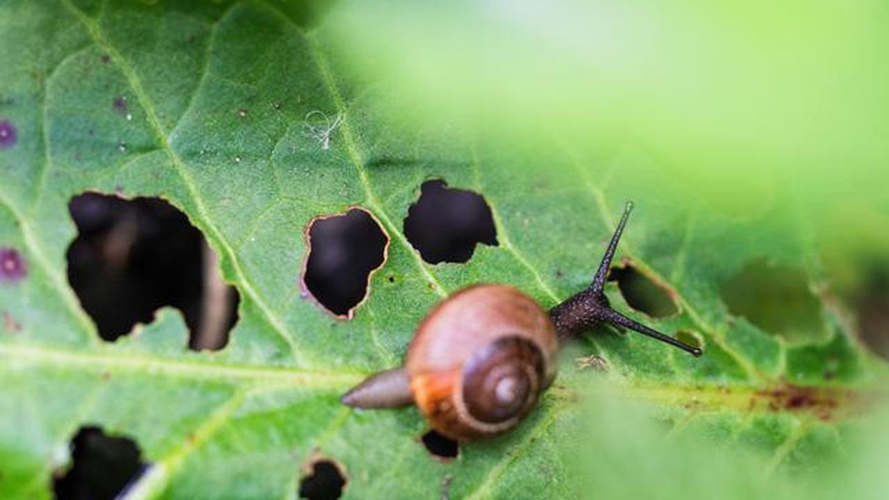 5 Cara Memanfaatkan Ampas Kopi untuk Tanaman agar Subur &amp; Sehat