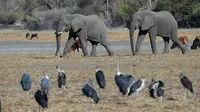 Gajah berjalan melalui salah satu saluran kering mencapai Okavango Delta dekat desa Nxaraga di pinggiran Maun, Botswana pada 28 September 2019. (MONIRUL BHUIYAN / AFP)