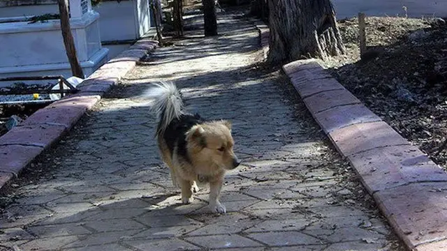 Kisah Pilu Anjing Setia yang Datangi Makam Tuannya Setiap Hari