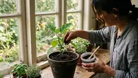 4 Cara Membuat Pupuk untuk Terong dari Ampas Kopi, Mudah dan Hemat
