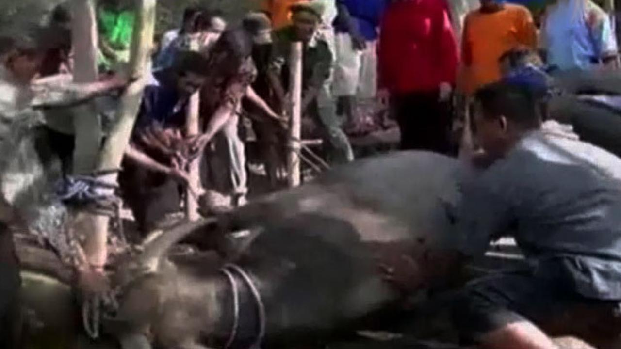 Para Petani Banyumas Minta Hujan dengan Korbankan Kerbau