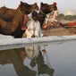 Seorang pria India membawa untanya ke dekat kolam untuk minum saat mengikuti pameran Unta Pushkar di Pushkar, India (26/10). Dalam pameran ini, ribuan pedagang ternak khsusnya unta berkumpul untuk menjual hewan mereka. (AFP Photo/Dominique Faget)