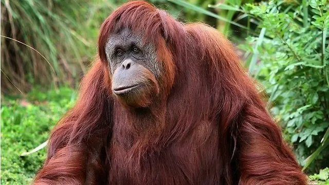 Primata orangutan tersebut nantinya membutuhkan waktu rehabilitasi selama 6 tahun hingga 12 tahun agar nantinya mampu bertahan hidup.