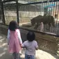 Nampak sejumlah pengunjung anak-anak tengah melihat seekor harimau di blok kandang harimau, Taman Satwa Cikembulan, Garut, Jawa Barat. (Liputan6.com/Jayadi Supriadin)