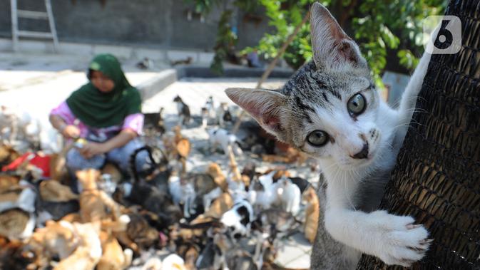 Sekitar satu juta rupiah sehari dia habiskan untuk merawat kucing-kucing lokal tersebut. Biaya tersebut digunakan untuk membeli pakan, pasir khusus, tisu, vitamin, obat-obatan, dan biaya rumah sakit hewan bagi kucing yang sakit parah. (merdeka.com/Arie Basuki)