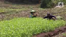 Petani tengah memanen kangkung di kawasan Tangerang, Banten, Jumat (24/7/2020). Kakung tersebut nantinya akan di jual ke pasar di sekitar wilayah tersebut dengan harga 3000 per ikat. (Liputan6.com/Angga Yuniar)