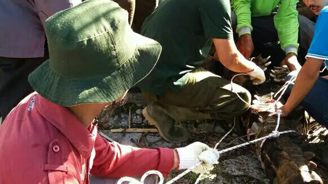 Buaya ganas