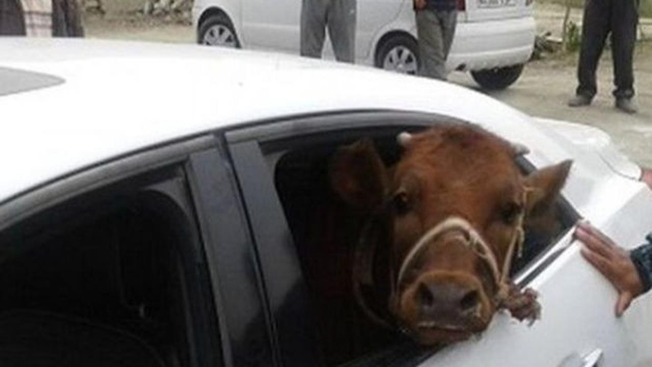Naik sedan memang terasa sempit, bukan?