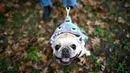 Seekor anjing mengenakan kostum ala hiu saat menghadiri Tompkins Square Halloween Dog Parade di Manhattan, New York City, Amerika Serikat, Minggu (20/10/2019). (Johannes EISELE/AFP)