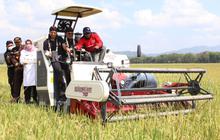 Mekanisasi Pertanian! Ini Strategi Inovatif Pemerintah Menuju Ketahanan Pangan Nasional
