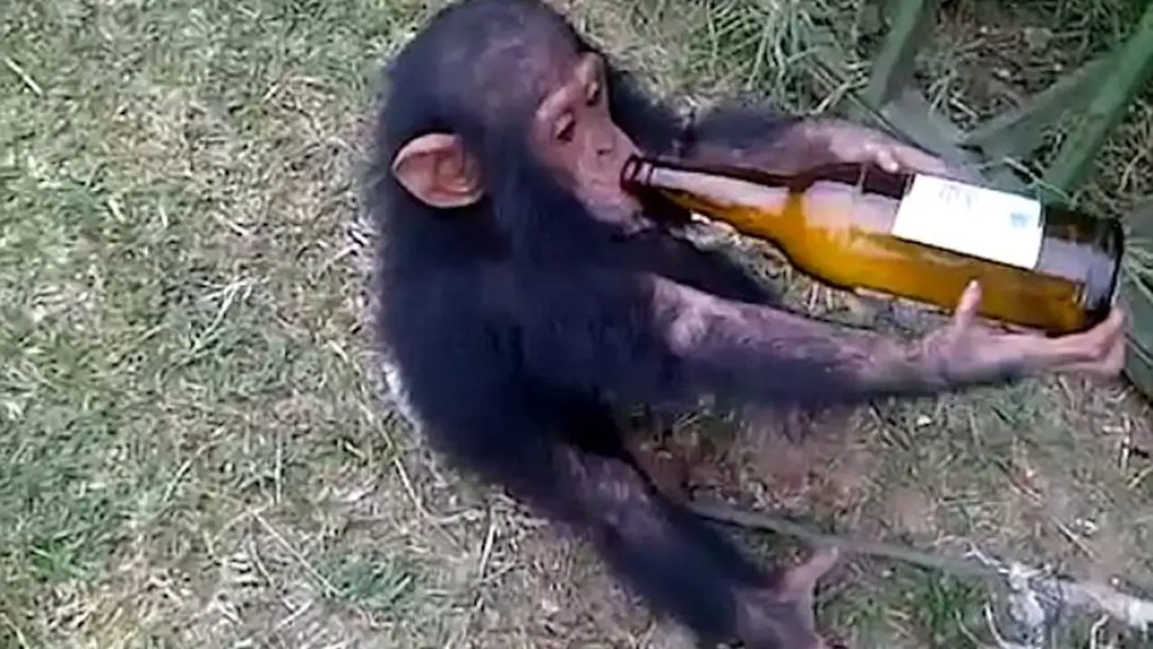 Beri Simpanse Minum Bir, Pria Ini Diprotes Netizen